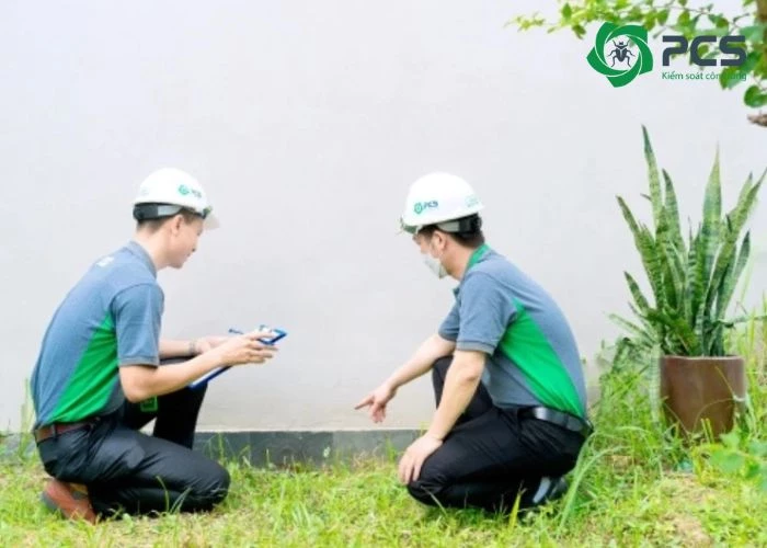 Cam kết của PCS khi sử dụng dịch vụ diệt mối tại Biên Hòa